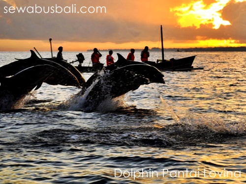 Dolphin di pantai Lovina Bali